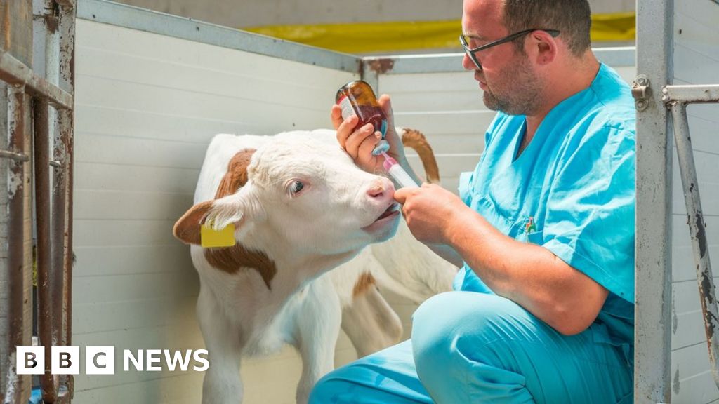 Windsor Framework Half of vet medicines could be withdrawn, Lords hear