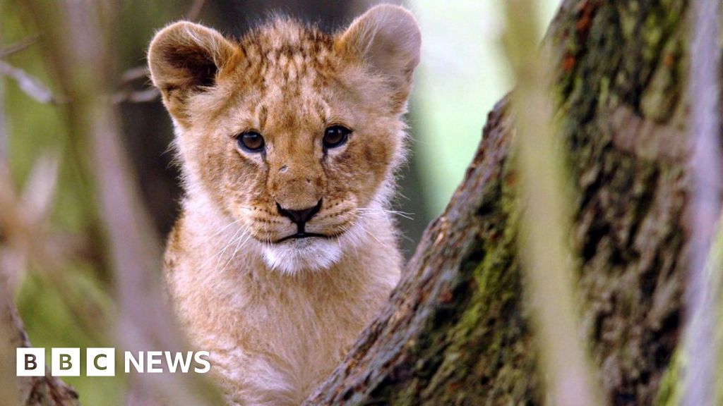 Lion Cub Found In Paris Apartment In France c News