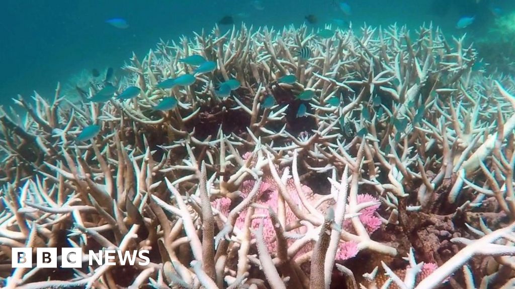 Great Barrier Reef 35 of corals 'dead or dying' BBC News