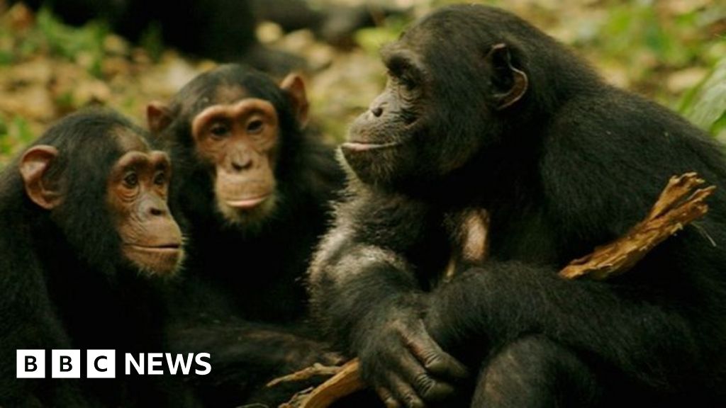 Humans and wild apes share common sign language - BBC