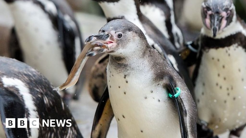 Chile rechaza minas de hierro para proteger a los pingüinos