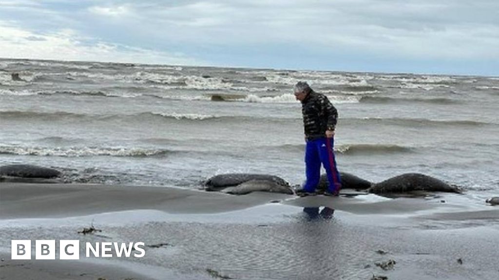 Russia: Bodies of 2,500 seals found along Caspian Sea coast