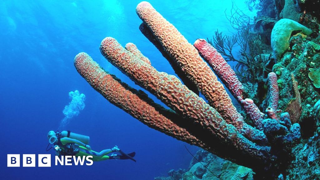 Scientists map Caribbean coral reefs to tackle climate change