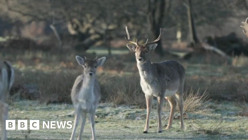 Ashdown Forest: Ecologists deploy drones to monitor deer population