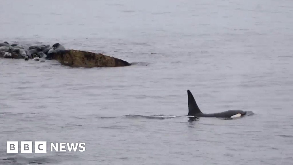 First 'retirement home' for showbiz beluga whales