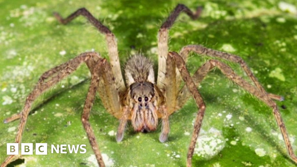 'Painful erection' spiders found in family's fruit BBC News