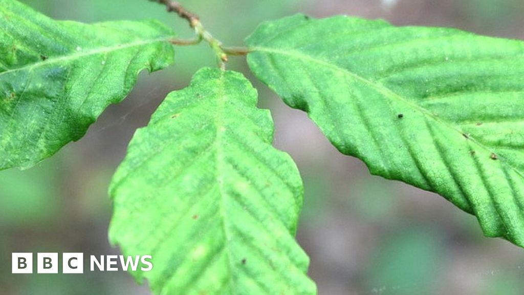 Mystery disease killing beech trees BBC News