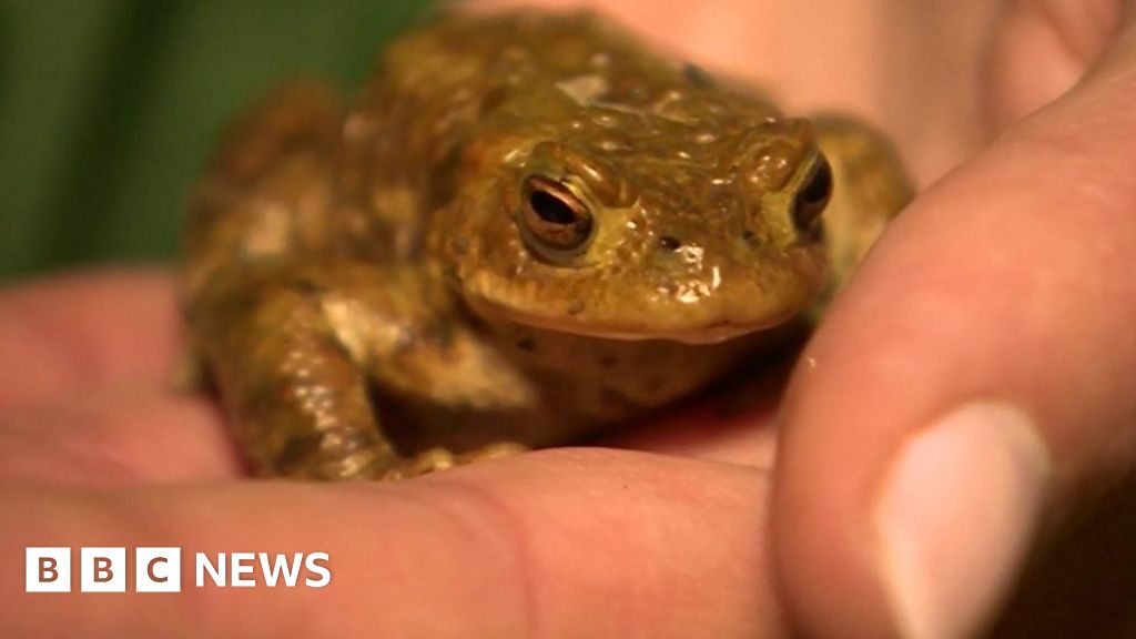 Toads Get A Helping Hand This Breeding Season Bbc News 2404