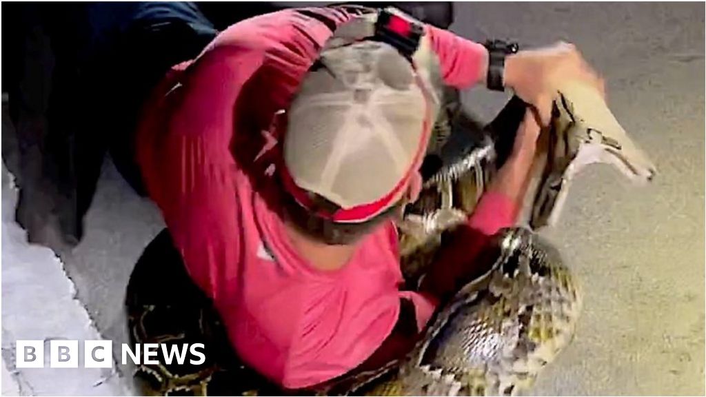 Watch man catch Florida’s longest-ever Burmese python