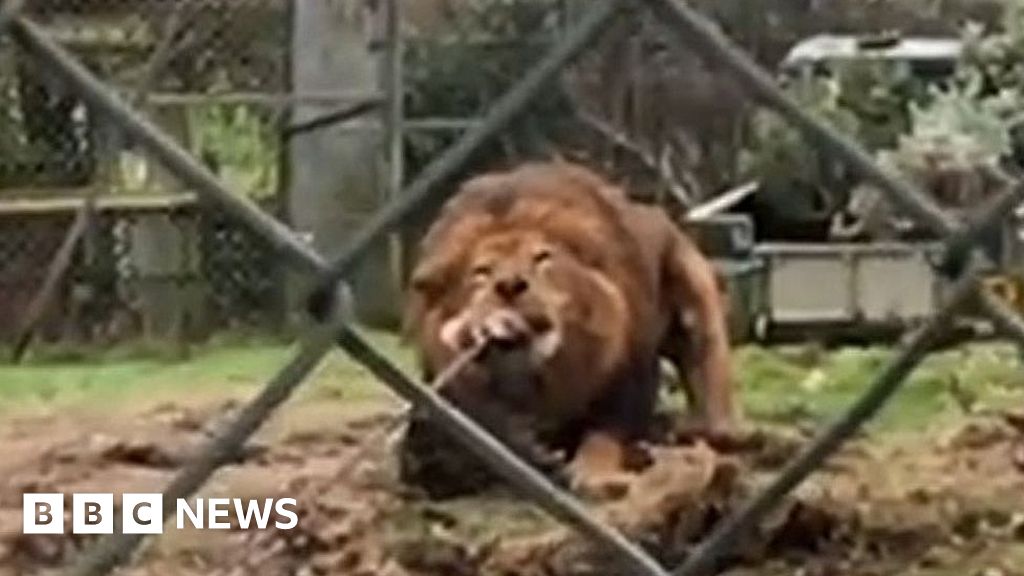 Plymouth Albion rugby team in Dartmoor Zoo lion tugofwar