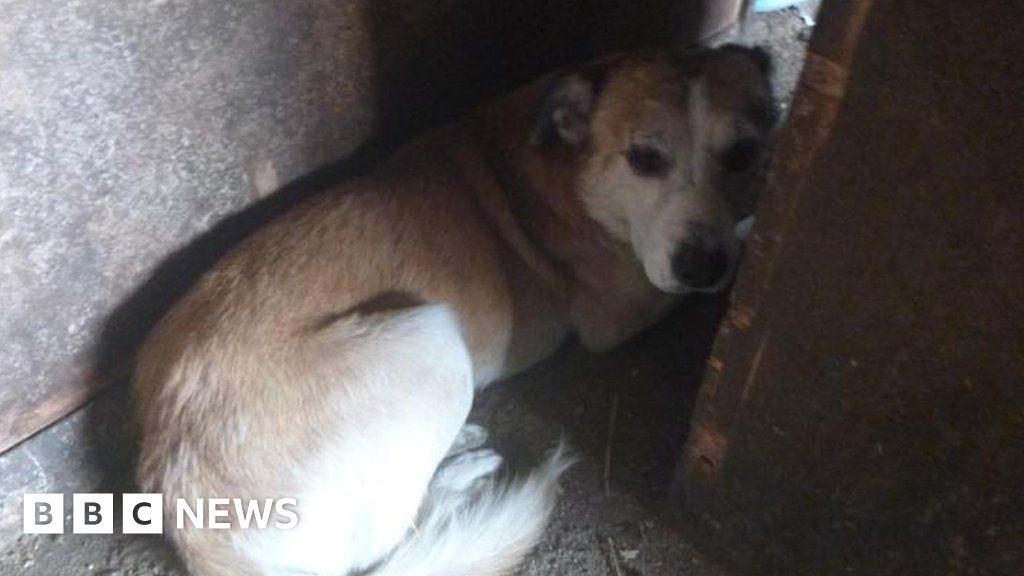 Devon woman admits ill-treating more than 200 dogs - BBC News