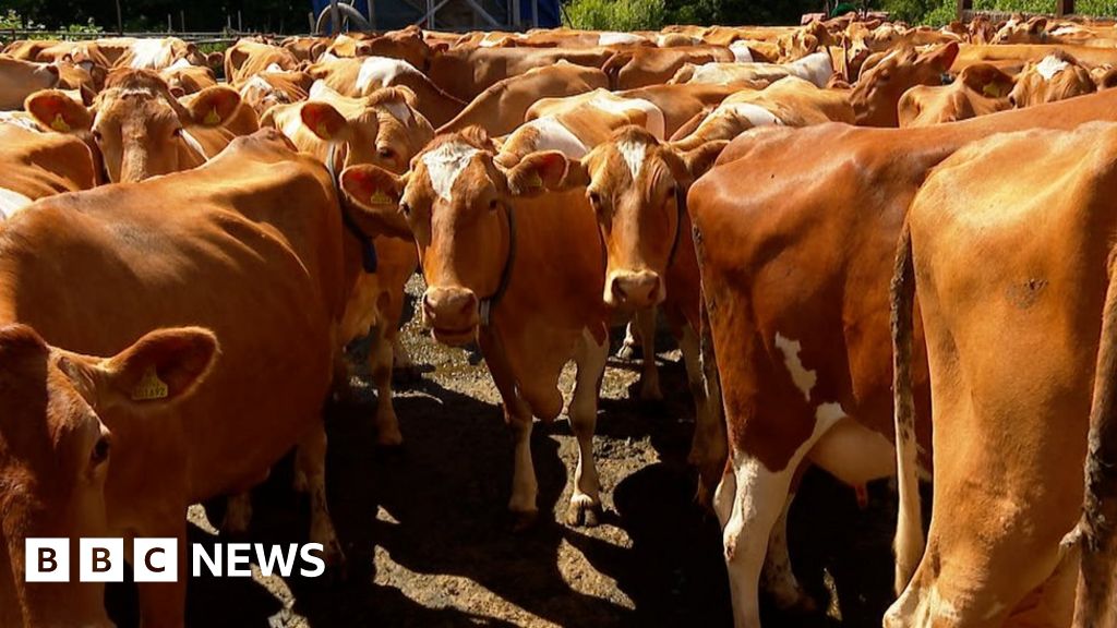 Emergency support for Guernsey's dairy farming industry BBC News