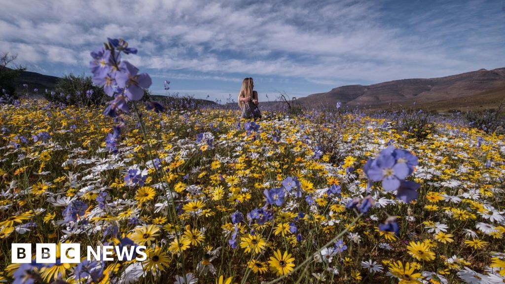 Spectacular super bloom transforms South African desert - BBC News