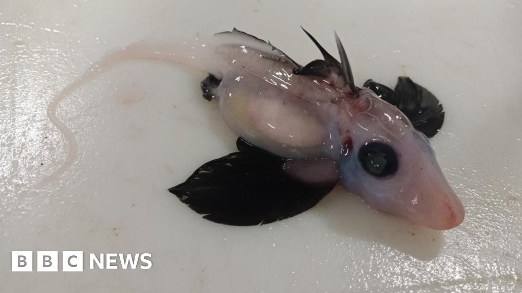 New Zealand: Scientists discover rare baby ghost shark