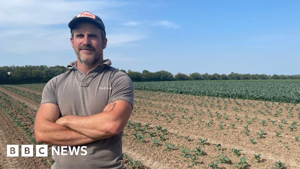 Broccoli harvest hit by heatwave and lack of water