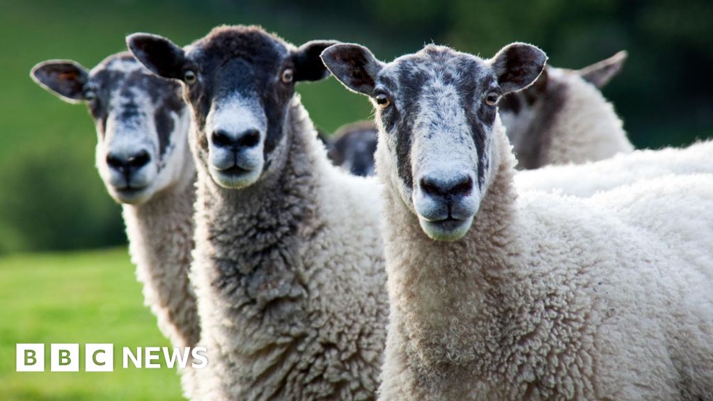 Sheep greenhouse gas emissions test chambers a 'UK first'