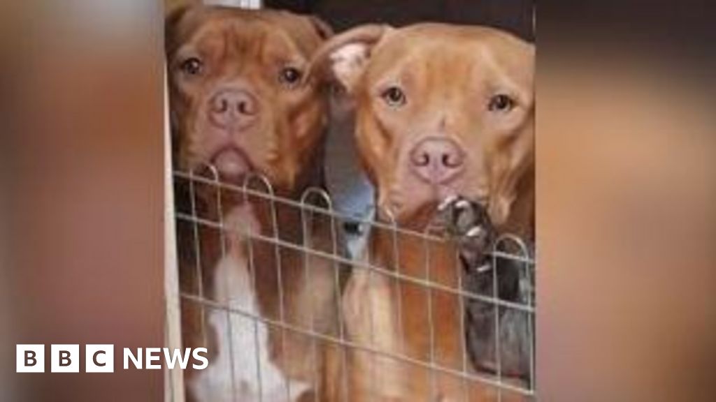 Two dogs found dead in bag in Wolverhampton canal, RSPCA investigates