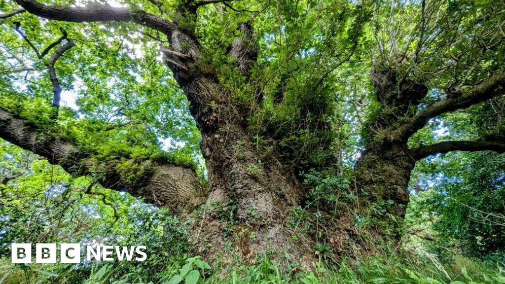 Ancient Scottish oaks in running for UK’s Tree of the Year