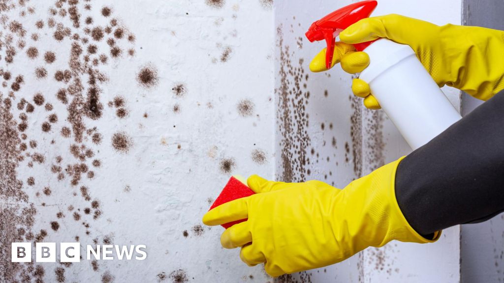 Plan to make landlords fix mould in Scotlands social housing