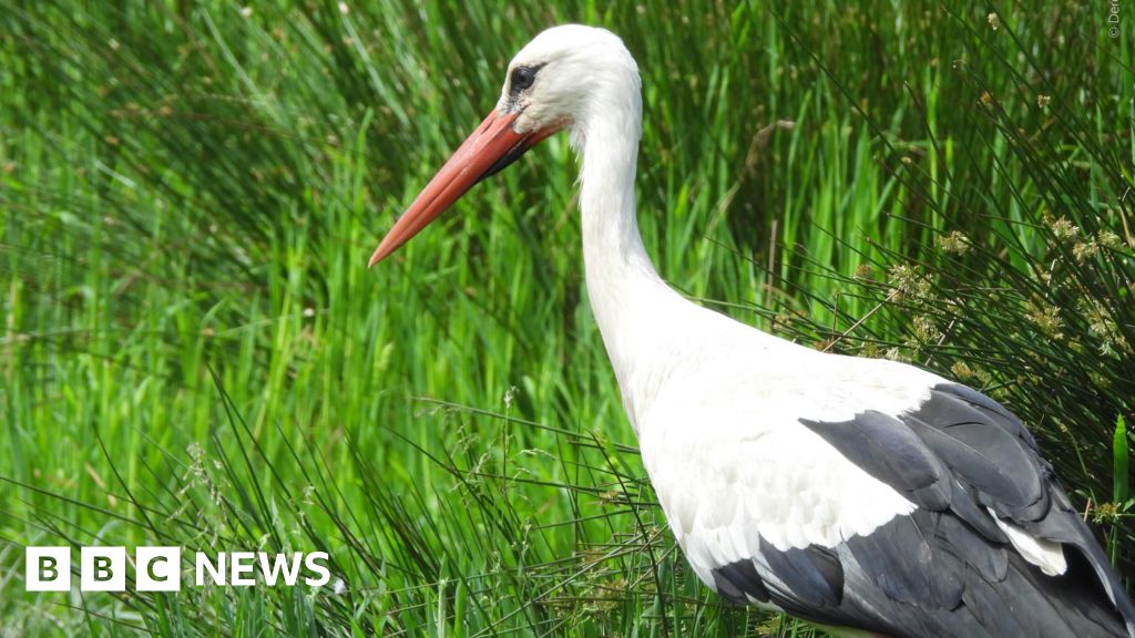 White storks to return to London after centuries