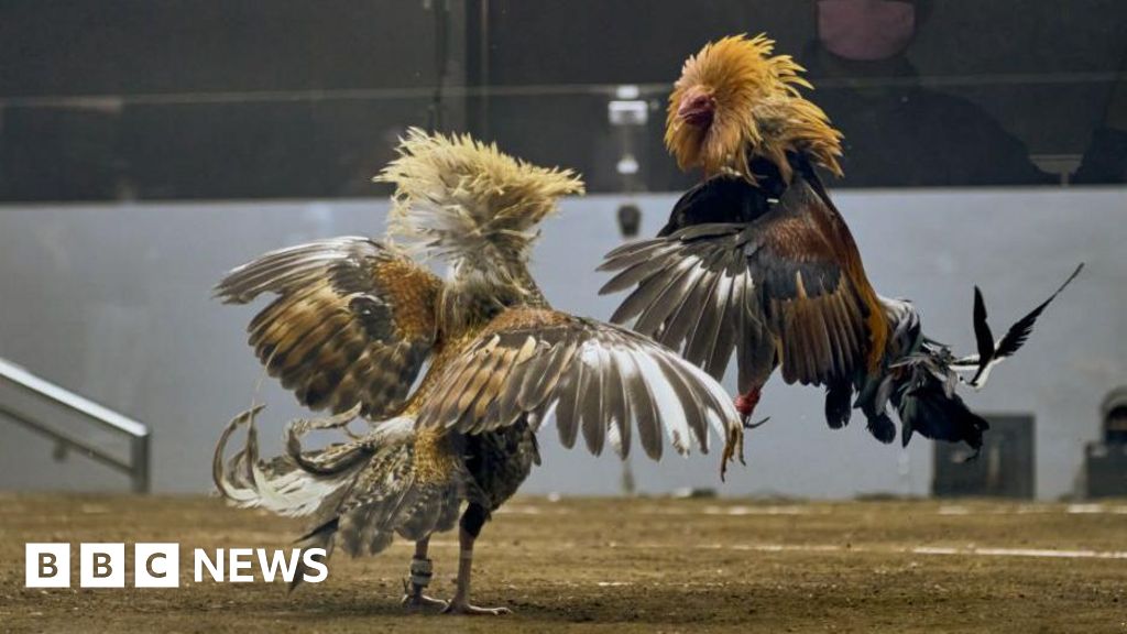 Philippines cockfighting: Search for 34 missing gamblers points to Taal lake