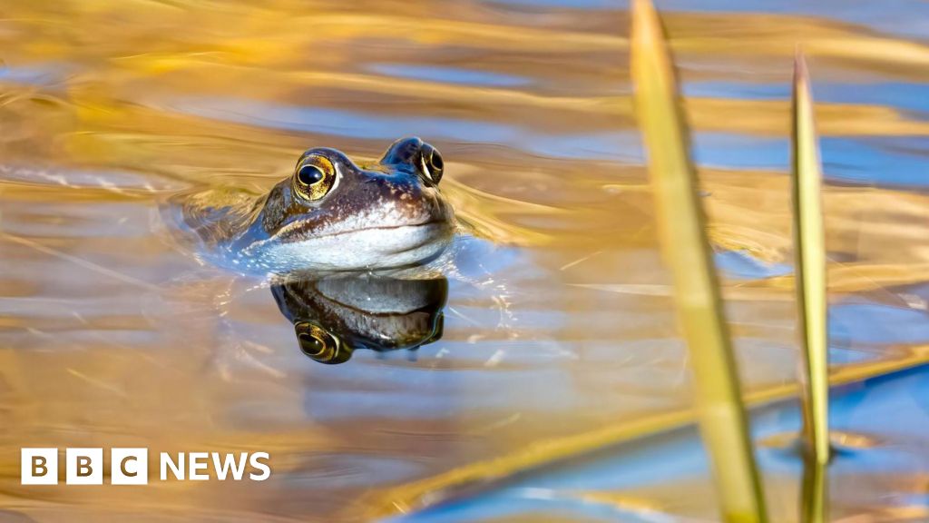 Nature Photography Contests Showcase Global Wildlife Talent