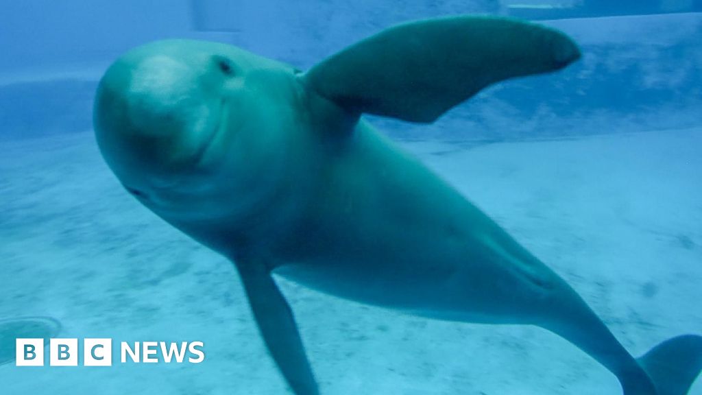 Saving China's finless porpoise from the brink of extinction thumbnail