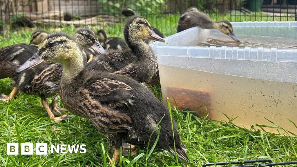 Multiple U.S. Communities Rescue Dozens of Ducklings from Storm Drains