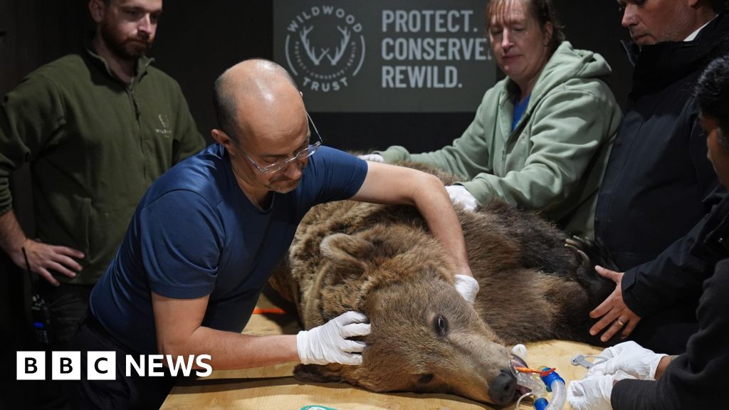 Bear 'not out the woods' after brain surgery