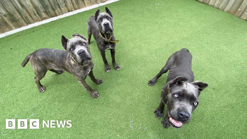 Danny Chambers MP’s mutilated pets import ban bill set to become law