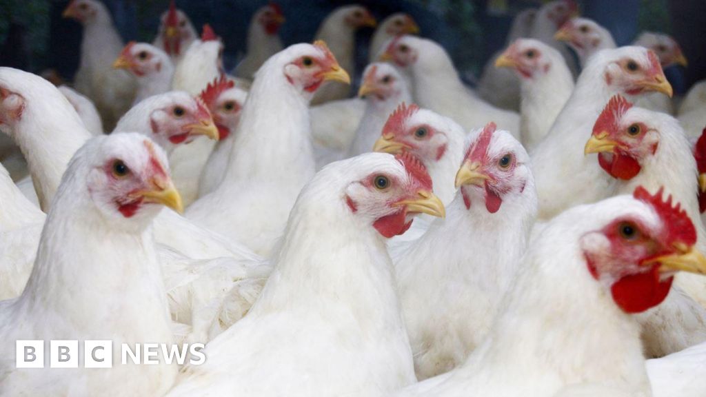 bbc.co.uk - Isaac Ashe - Poultry farm chickens to be culled over bird flu in Newark - BBC News