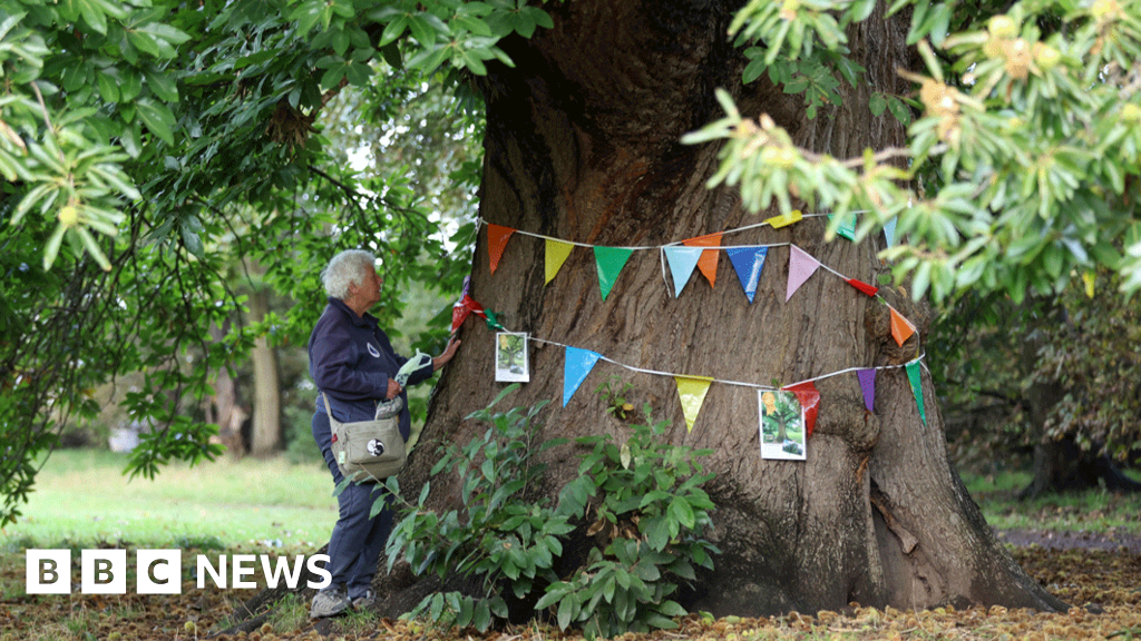 Tree shortages in coastal towns 'risking people's health'