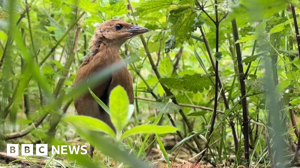 Fresh hope for bird with bizarre 'crex crex' call