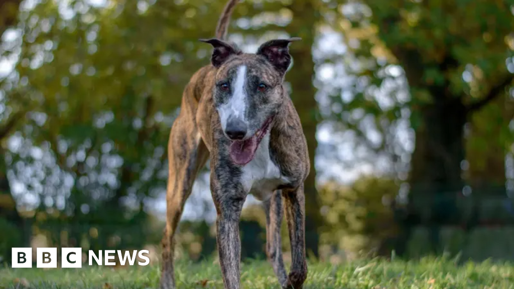 Warwickshire Dogs Trust branch reopens after parvovirus case