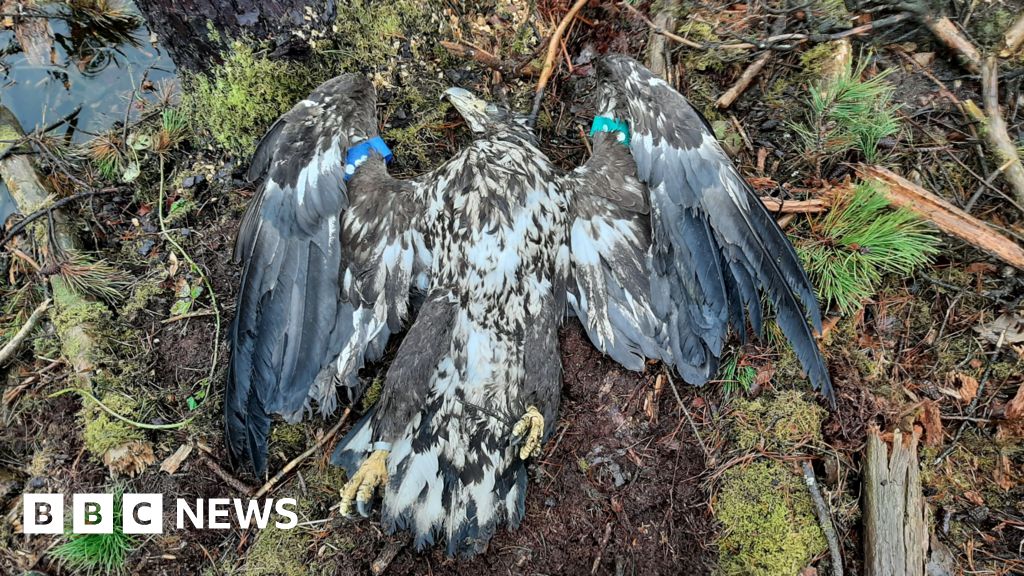 Una rara águila de cola blanca fue asesinada a tiros en el condado de Roscommon