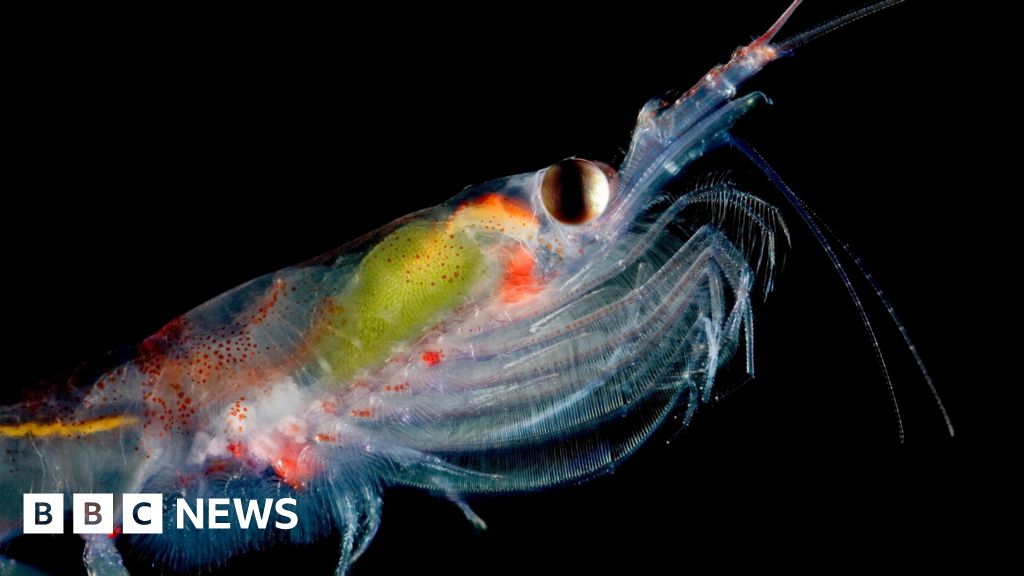 Why scientists are counting tiny marine creatures, from Space