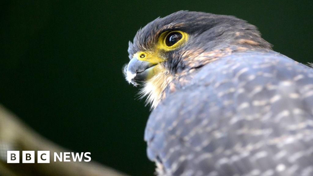 High-speed falcon crowned New Zealand Bird of the Year