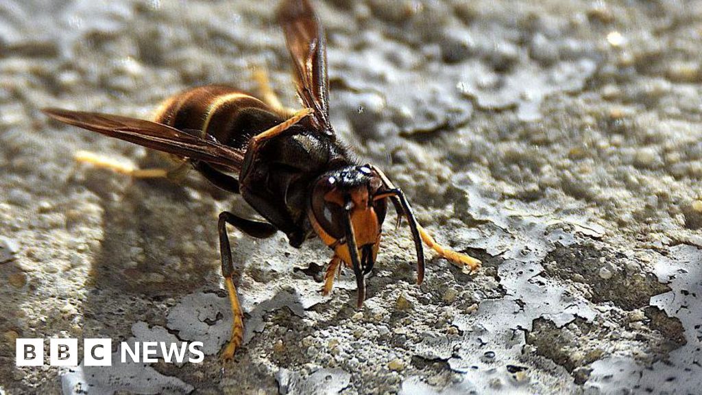 Traps to be set for predator wasp that targets bees