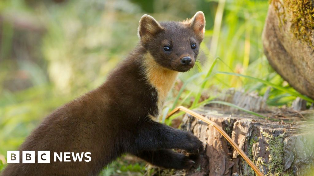 'Positive sign' as pine martens released on Exmoor