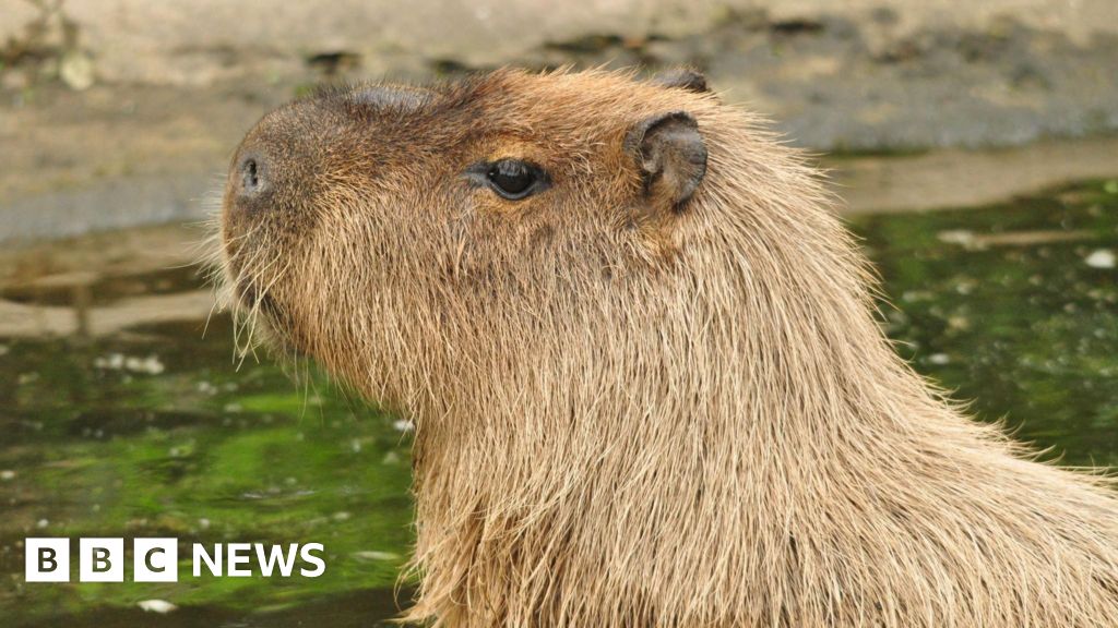 Cinnamon the capybara search paused by Telford’s Hoo Zoo