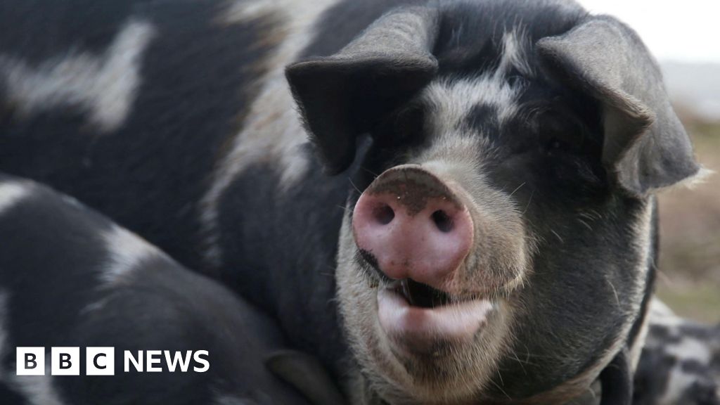 bbc.co.uk - Owen Sennitt - Earmarked site for Norwich livestock market near A47 abandoned
