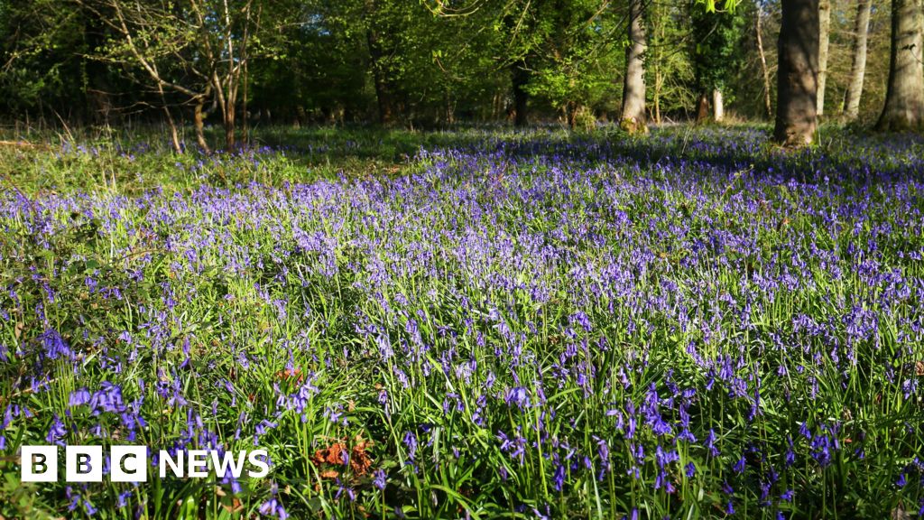 Guernsey trees to be felled to boost bluebells