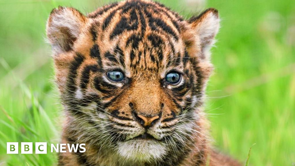 Largest Sumatran tiger litter in the UK born at Welsh zoo