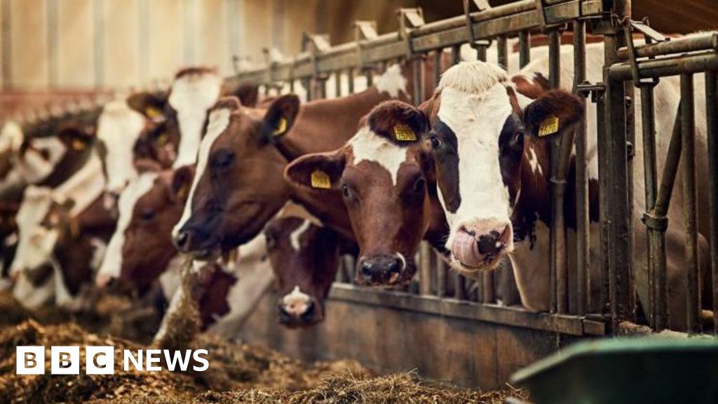 Farmer, 78, trampled by cow was 'tragic' death - sheriff