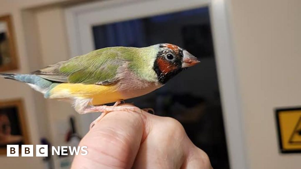 Gouldian Finch Nursed By Hand From Newly Hatched Chick Bbc News 6325