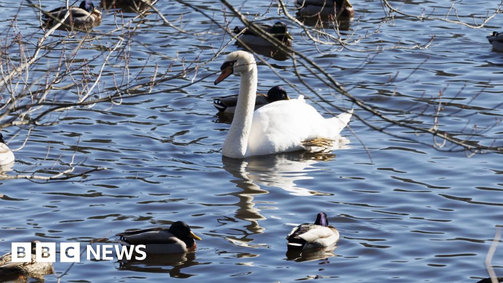 Bird Flu Confirmed Across UK, Ireland, India with 41 Outbreaks in 10 States