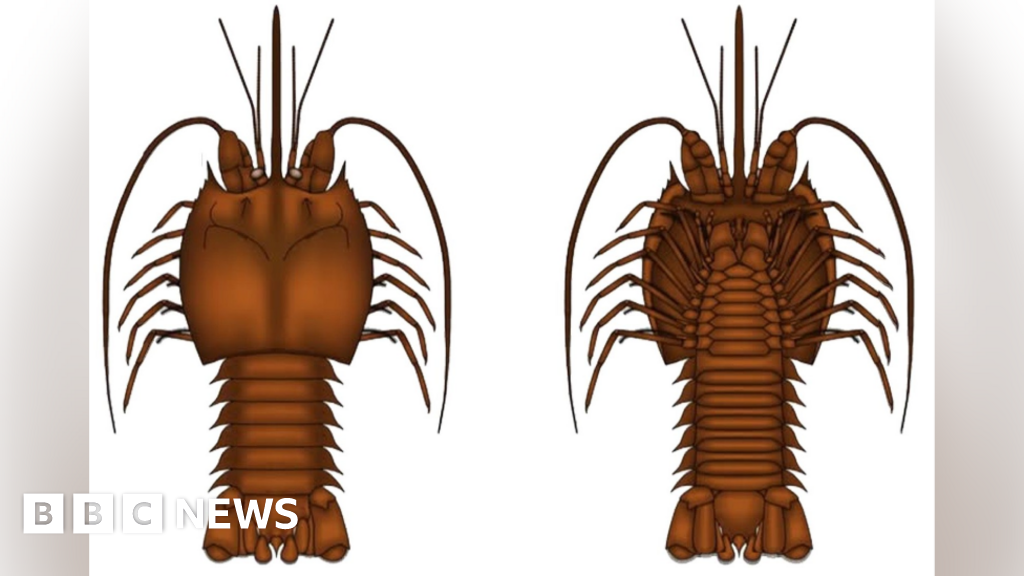 bbc.co.uk - Matthew Richards - New 'bum-head' shrimp species found in Brymbo fossil forest
