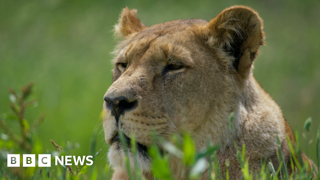 Malaika the lion at Longleat Safari Park