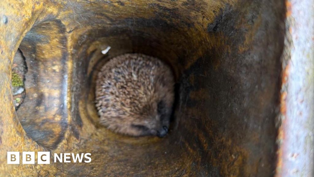 Hedgehog rescued from drain pipe ordeal with the help of oil and pliers