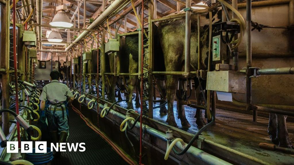 Cows, dairy workers, and America’s struggle to track bird flu